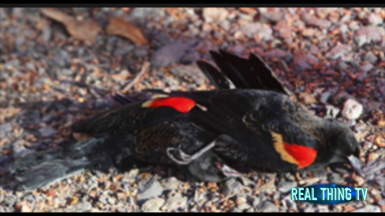 200 red winged blackbirds fall from the sky and die