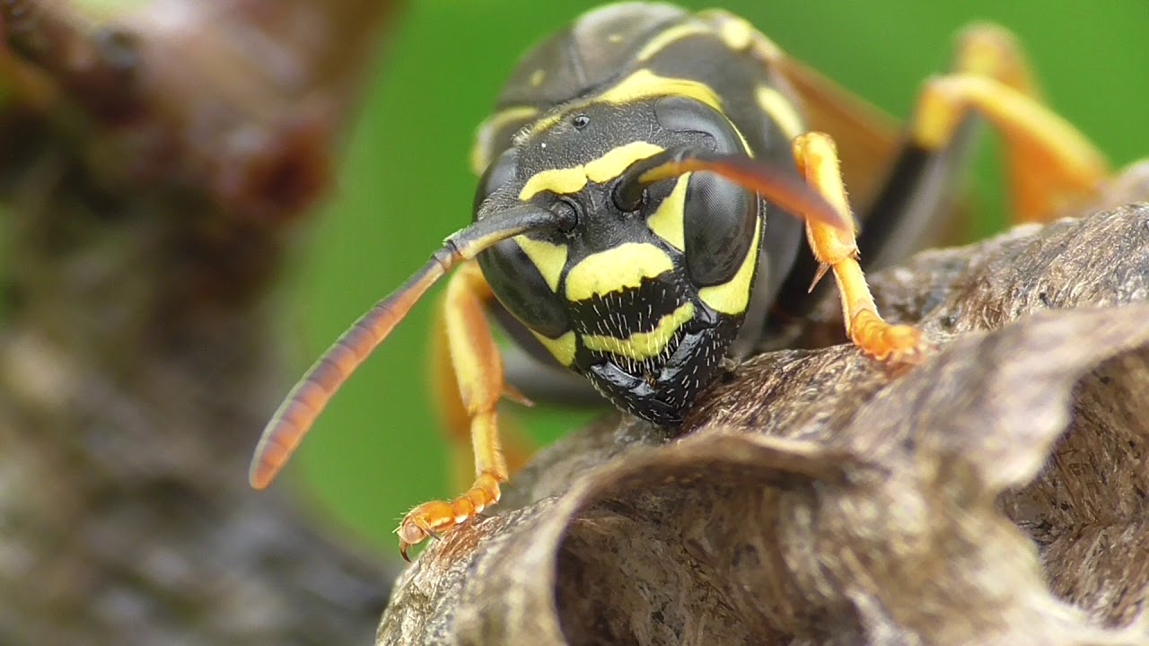 hornets font Paperwasp queen at nest. Heide-Feldwespe (Polistes nimpha) Königin am Nest.