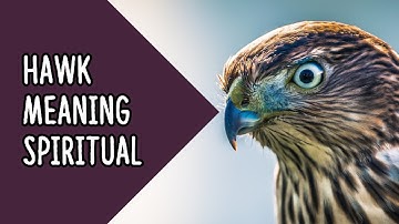 What Is The Spiritual Meaning Of Seeing a Hawk | Hawk Meaning Spiritual