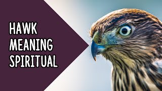 What Is The Spiritual Meaning Of Seeing a Hawk | Hawk Meaning Spiritual