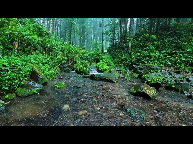 Tropical Jungle Rain Sounds │ Immersive Nature Ambience for Work & Study 🌧️