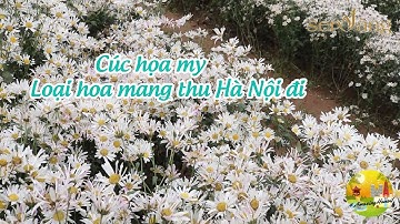 Amazing Hà Nội | Cúc họa mi - loài hoa mang thu Hà Nội đi