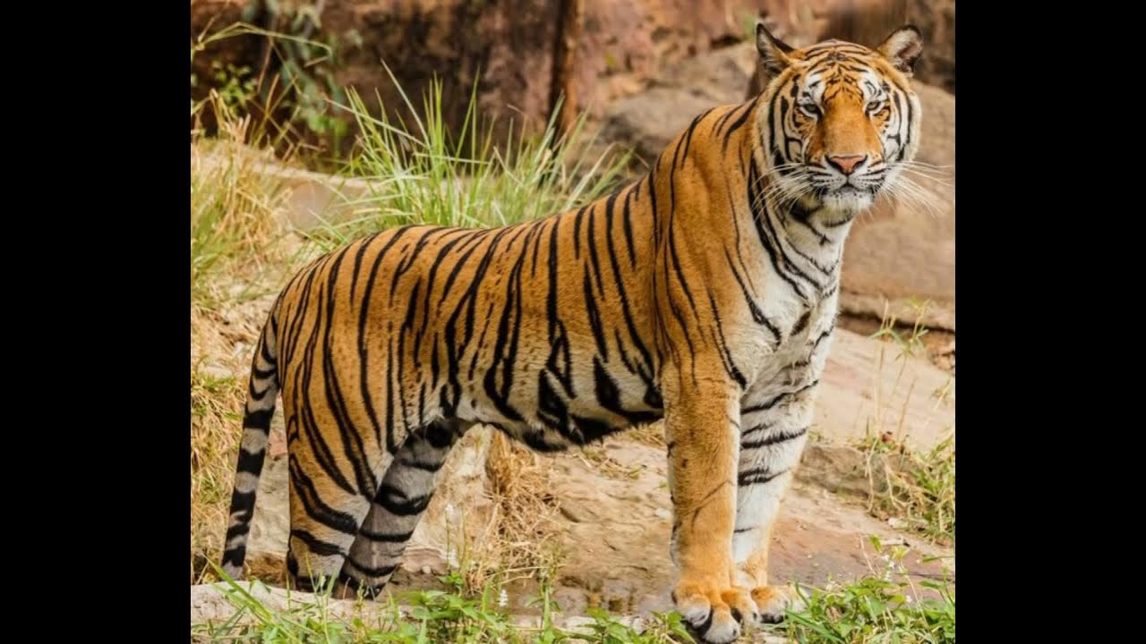 Asian Tiger Sound Effects 🐯 🔊 YouTube