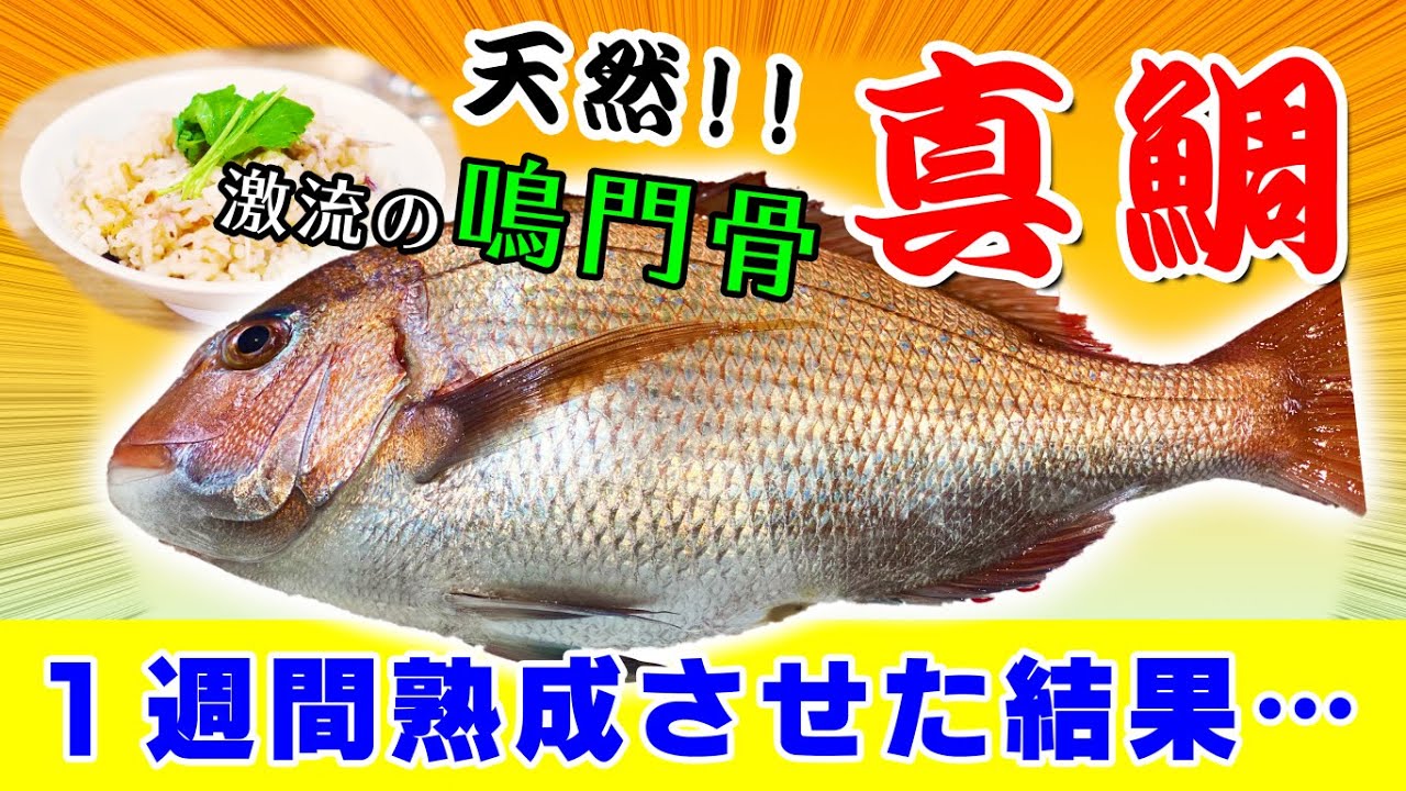 【１週間熟成！】激流の中で育った真鯛を食べてみた