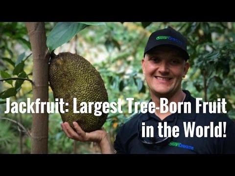 Growing JACKFRUIT: Largest Tree-Born Fruit in the World!