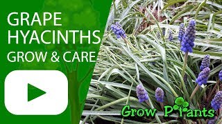 ... grape hyacinths bulbs for sale
https://amzn.to/2gjmwsfhttps://www.growplants.org/growing/grape-hyacinthshow
to grow gr...