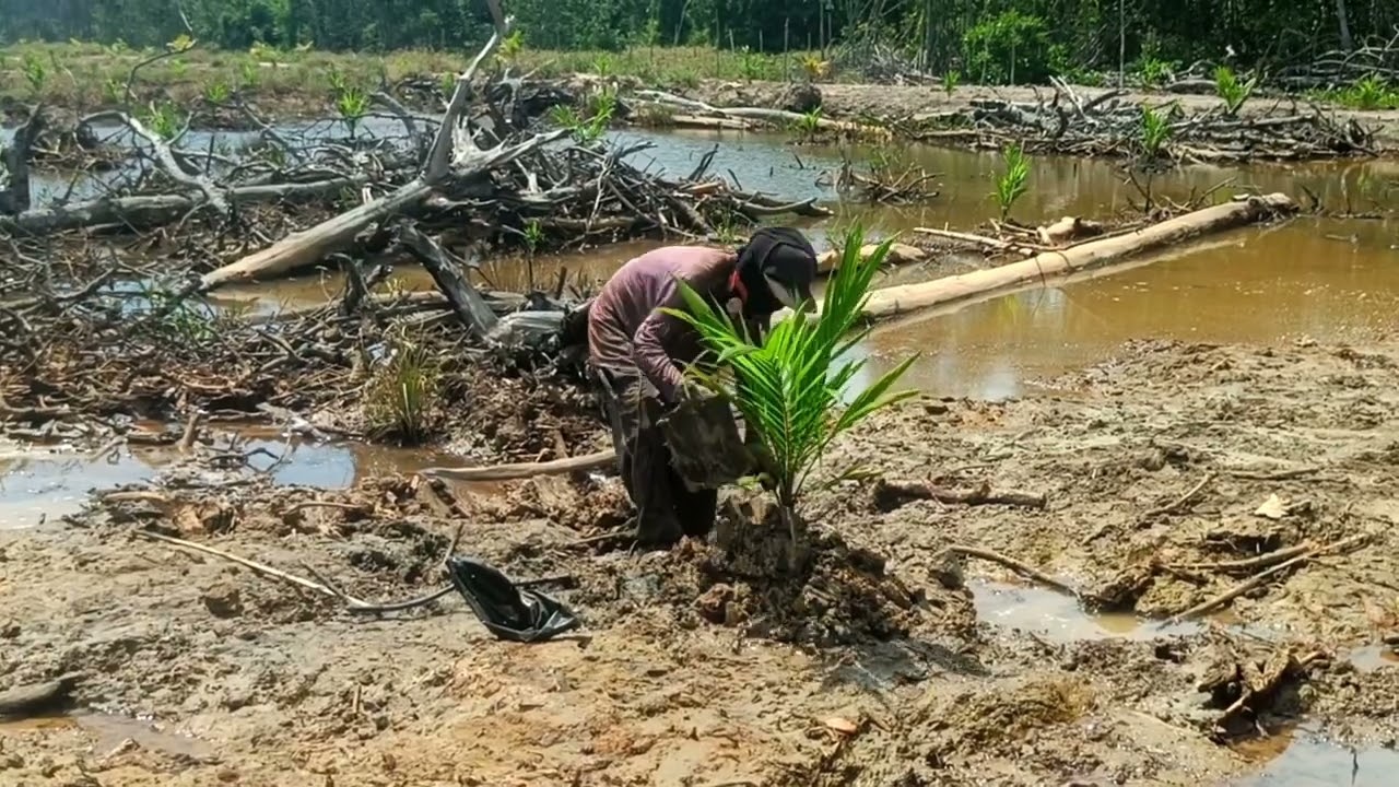 AWAL TANAM BIBIT KELAPA SAWIT VARIETAS COSTARICA THEMBA DI LAHAN RAWA SISTEM TAPAK TIMBUN