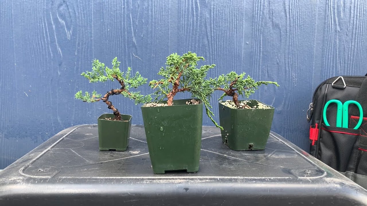 Repotting 3 small juniper bonsai’s (2/17/22) YouTube