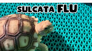 Si Koi kena FLU | Cara menyembuhkan sulcata FLU TANPA OBAT #sulcata  #pneumonia