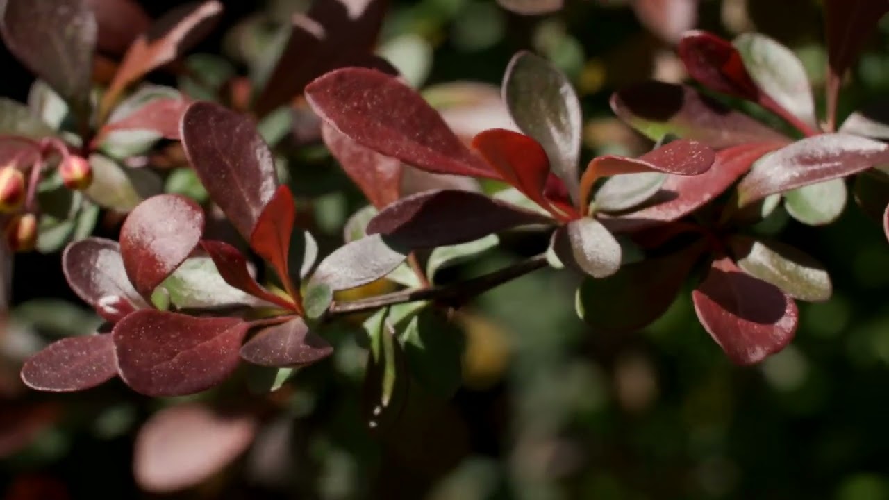 Plants with Maroon Leaves, May 2025