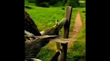 this video found you #ai #lumafusion