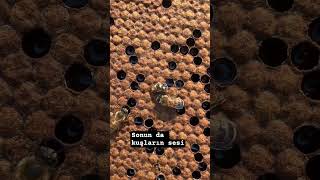 ARILARIN DOGUMU 🐝❤️🥰... #kesfet #kesfettengelenler #keșfet #tugba_aricilik #polen #propolis #organik