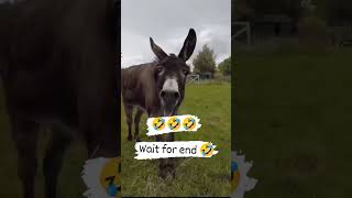 Hariyanvi lundet😂||#funny #hariyanvi #instagram #viral #youtubeshorts #desi #short #youtube