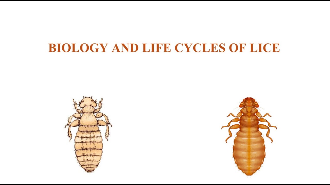 Life cycle of Lice - YouTube