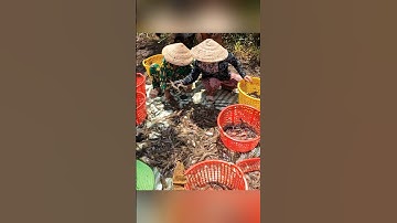 Thu Hoạch Tôm Càng Xanh SIÊU TO KHỔNG LỒ #shorts