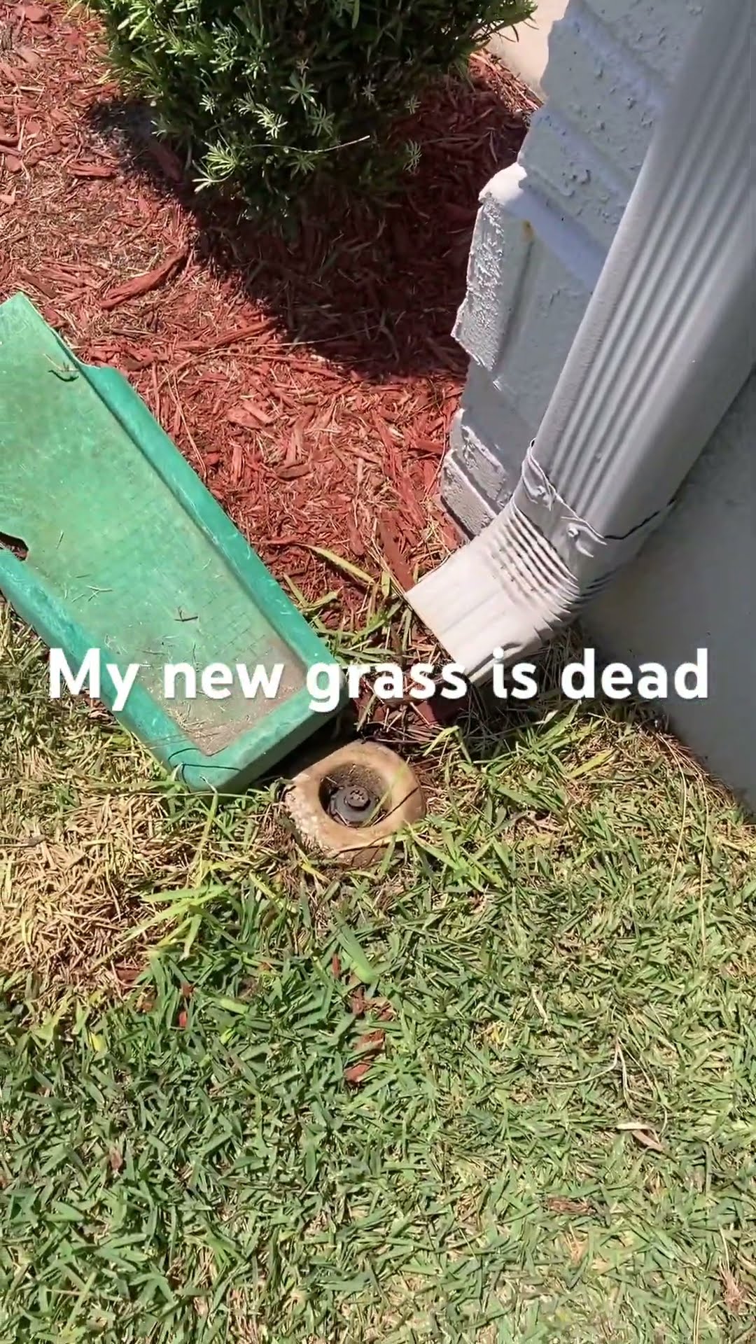 why-is-my-new-grass-dead-youtube