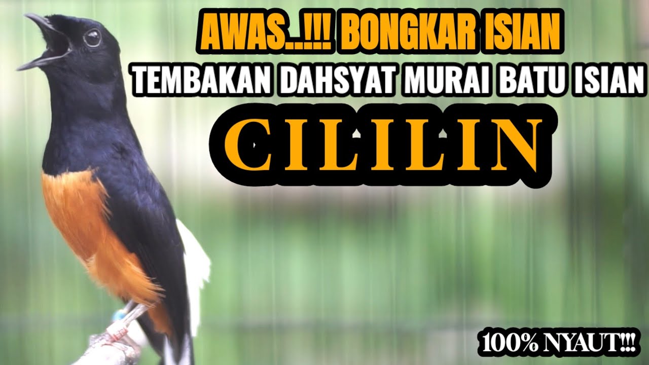 MASTERAN DAHSYAT MURAI BATU TEMBAKAN CILILIN INI 100% AMPUH BIKIN GACOR