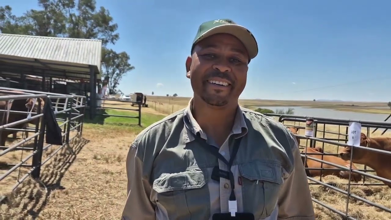Dennis from Le Reina gave us his view on the Devlan Limousins stud and Auction