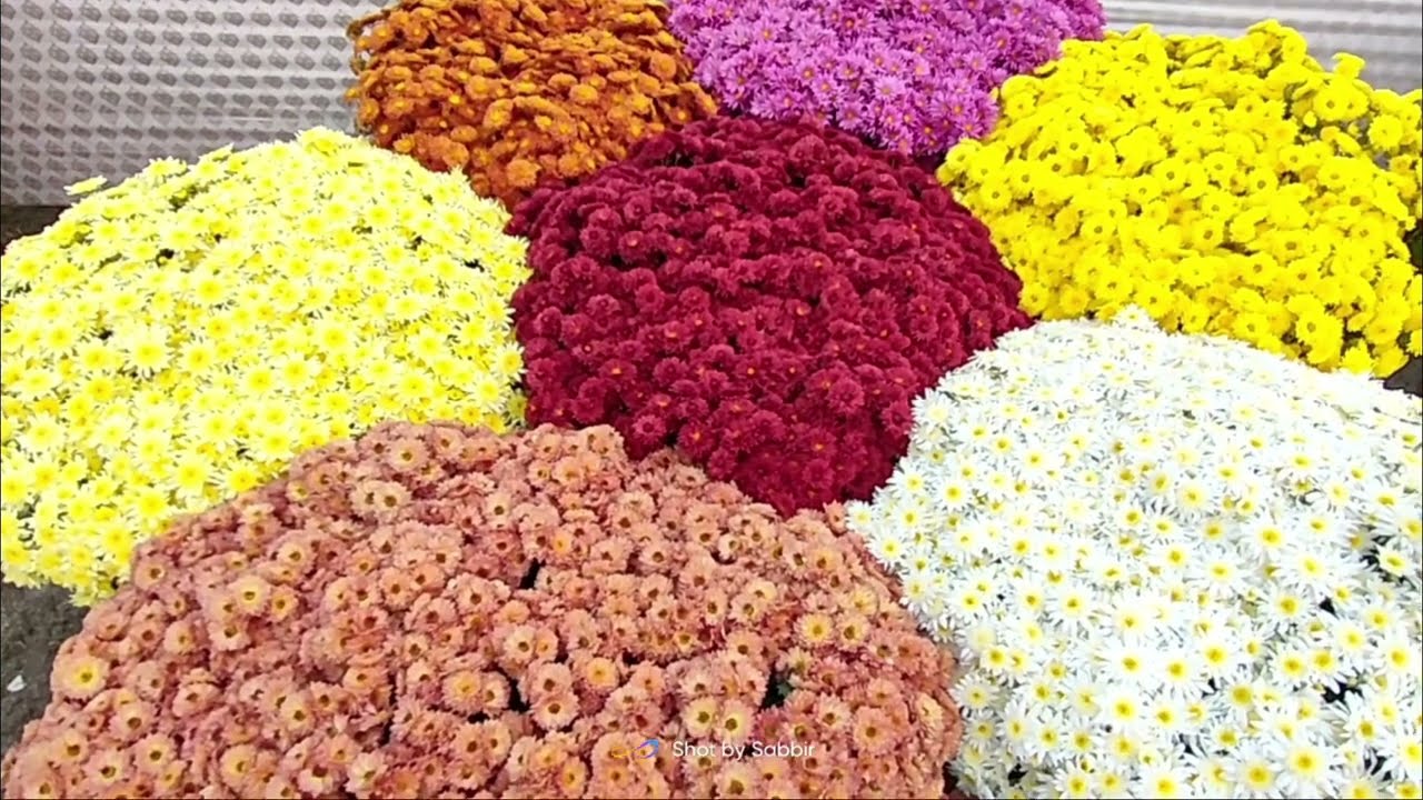 পুষ্প প্রদর্শনী অংশ নিতে পারেননি This video can fill your absence definitely  Watch full video here