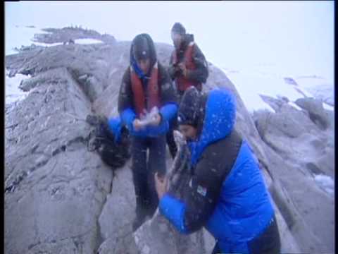 ANTARCTICA - Lewis Pugh breaks 1km swim record at ...