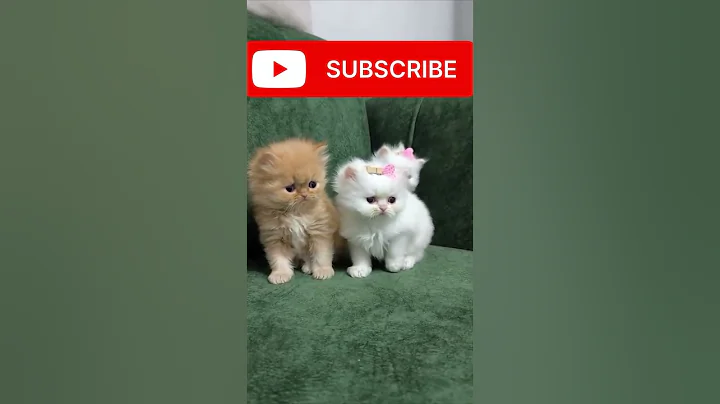 Watch the video about Don’t watch #youtubeshorts #ytshorts #funny #kitten #kitty #viralshort #viralshorts #catlover #cat