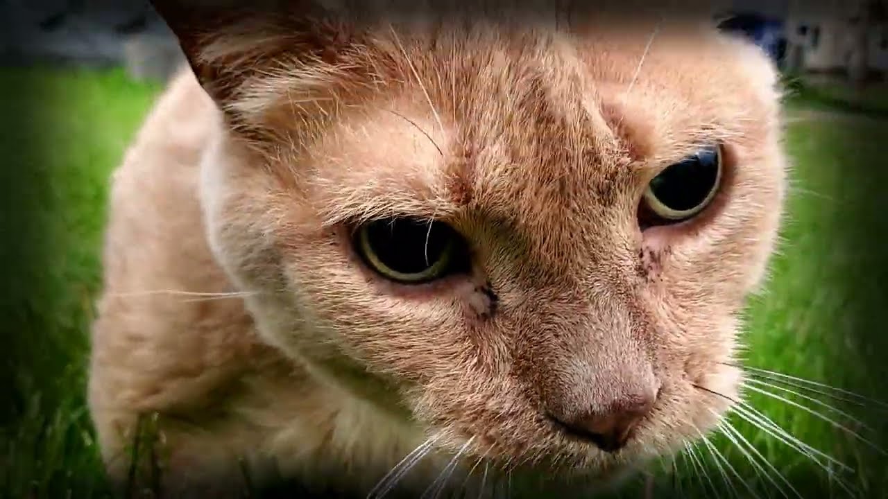 The Cat Orphanage 11.