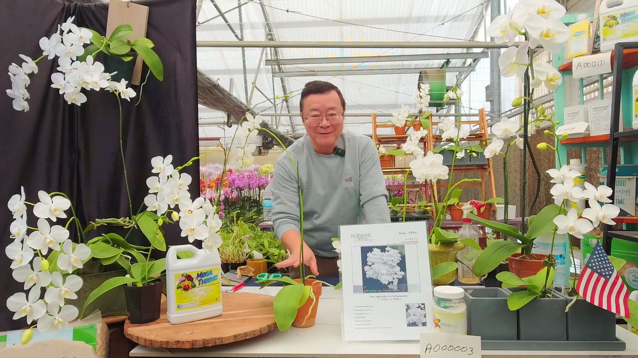 Norman Fang Live! Episode 133 Growing Phalaenopsis formosana