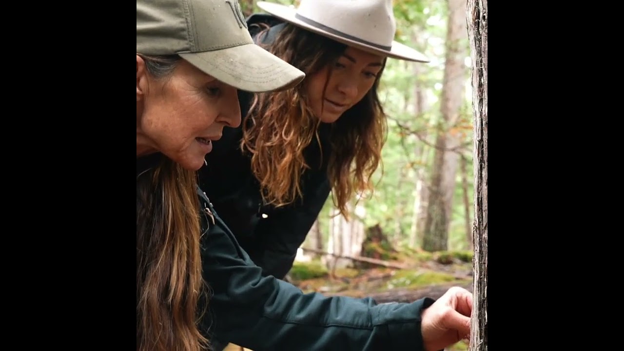 Grizzly Bear Viewing Packages at Tweedsmuir Park Lodge