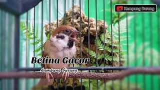 TERAPI PALING BAGUS UNTUK BURUNG GEREJA MALAS BUNYI _ BURUNG GEREJA GACOR