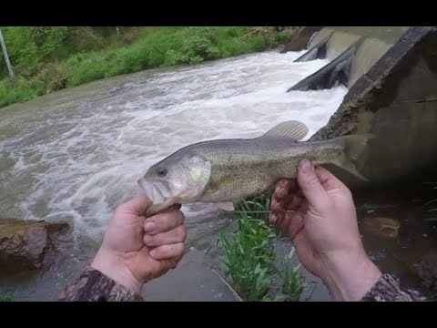 dam fishing