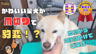 爪切りで豹変柴犬ゆきくんの噛み犬トリミング