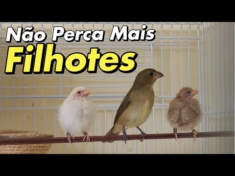 Vídeo: 6 maneiras de pegar pássaros