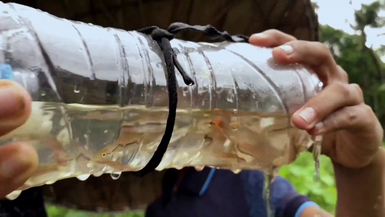 How to Make Amazing Fish Trap with Plastic Bottle.