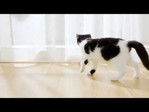 SMART CAT BALL