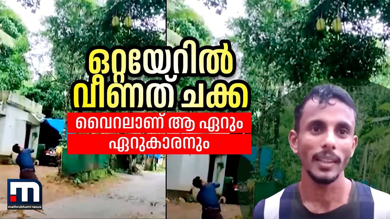 ഒറ്റയേറിൽ വീണത് ചക്ക; വൈറലാണ് ആ ഏറും ഏറുകാരനും! | Mathrubhumi News