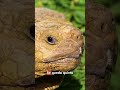 Este animal puede romper huesos con la boca 🐢