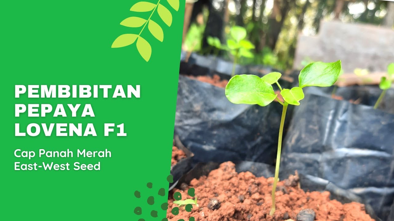 Cara Pembibitan Pepaya