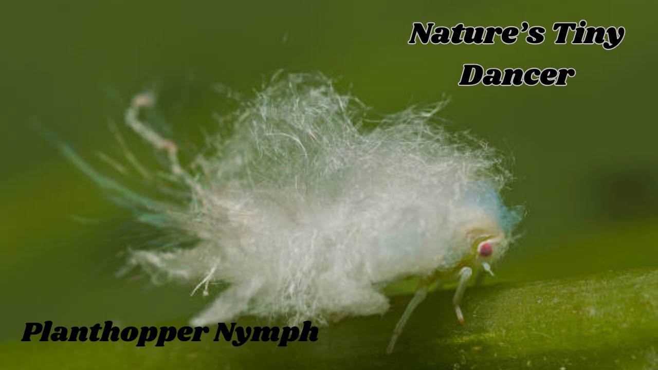 Planthopper Nymph: Nature's Dancing Insect | Incredible Movements ...