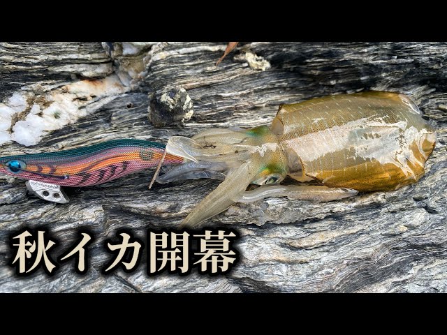 和歌山の早秋エギング - YouTube