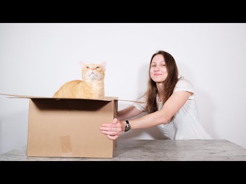 Videó: Hogyan lehet megakadályozni, hogy a macskák elmeneküljenek költözéskor: 14 lépés