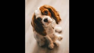 Suara Menarik Perhatian Anjing