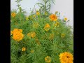 beautiful marigold# sweet home garden #in sri lanka.