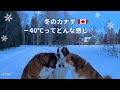 【超大型犬 3頭とカナダで田舎暮らし・海外生活】−40°Cってどんな感じ?