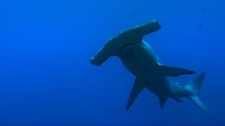 Famous Join the Fin Free Movement to Save Sharks Net Worth