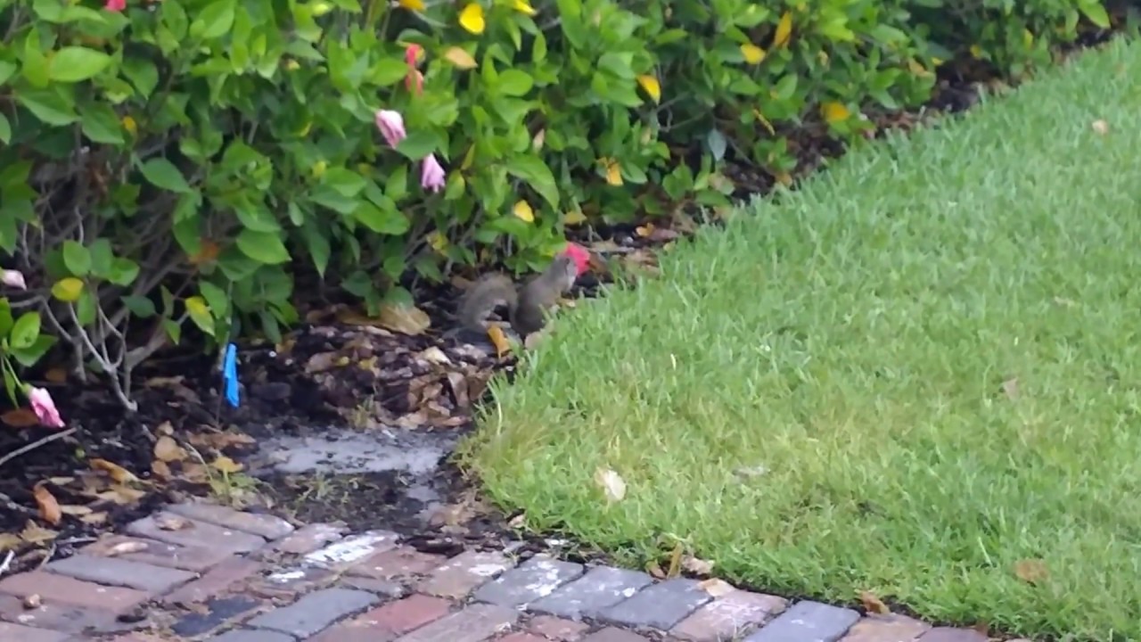 squirrel eating hibiscus flower at The University of Tampa YouTube