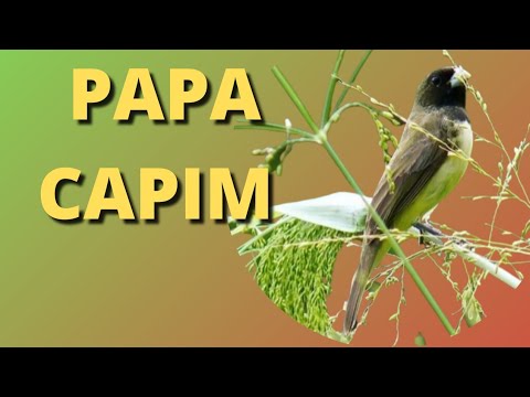 CANTO PAPA CAPIM VIVITI VIVITI 🐤 🐤 🐥 🐥 