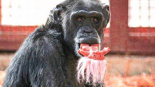 For 30 Years, This Chimp Was a Victim of Animal Testing. Now She Takes Comfort In a Kid’s Toy