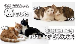 【野良猫】ハチの父ちゃん、癌になりました、慢性骨髄性白血病、でもまだだいじょうぶ。