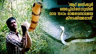 184-മത് രാജവെമ്പാലയെ പിടികൂടി കാട്ടിലേക്ക് വിട്ടയക്കുന്ന വീഡിയോ 184th Kingcobra caught and released