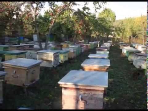 ფუტკრები - Bees - გადაცემა \"ეკოვიზია\" - 'Ecovision' TV Show